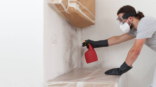 Professional Black Mold Removal technician working in Floral Park, NY
