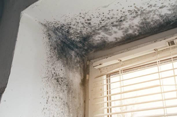 Affordable Mold Cleanup solutions in Floral Park, NY